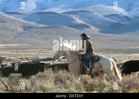 Native american indian cowboy herding cattle near McDermitt, Nevada, USA. Stock Photo