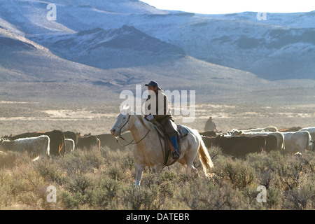 Native american indian cowboy herding cattle near McDermitt, Nevada, USA. Stock Photo