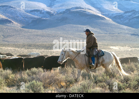 Native american indian cowboy herding cattle near McDermitt, Nevada ...