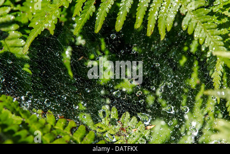 Spider Web With Water Drops Stock Photo