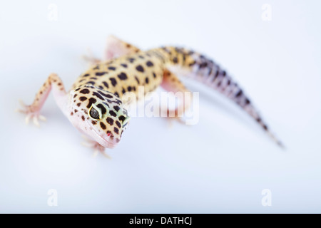 Gecko in a white background Stock Photo