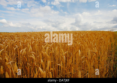 Field of ripe wheat against blue sky Stock Photo