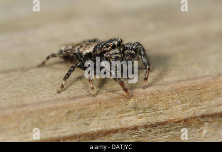 close up of fence Post Jumping Spider Stock Photo