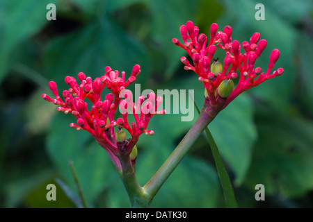 Buddha Belly Plant Stock Photo