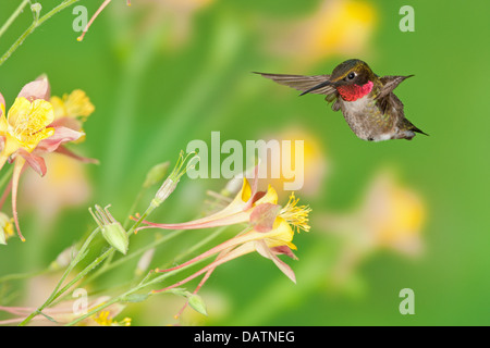 Male Ruby-throated Hummingbird seeking nectar from Columbine Flowers bird Ornithology Science Nature Wildlife Environment Stock Photo
