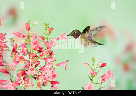 Male Ruby-throated Hummingbird seeking nectar from Penstemon Flowers bird Ornithology Science Nature Wildlife Environment Stock Photo