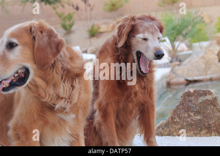 Two golden retrievers. Partial face of male and full body of senior female golden retriever yawning (looks like she's laughing) Stock Photo