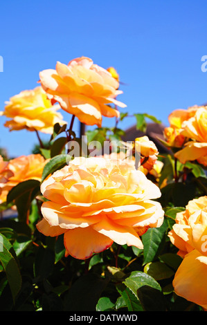 Peach coloured English roses in full bloom, England, Western Europe. Stock Photo