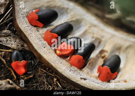 Pod Mahogany seeds in the husk in the Tembe Elephant Reserve, South Africa. Stock Photo