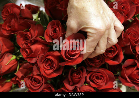 A salesperson grabs a rose from Columbia in a wholesale flower market in Hamburg, Germany, Monday, 12 February 2007. German flower shops prepare for Valentine's Day (February 14th), which lovers traditionally celebrate to express their love for each other; presenting amongst others Valentine's flowers. Photo: Sebastian Widmann Stock Photo