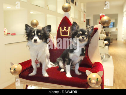 Chihuahua dogs Kira and Chiara sit on a posh velvet throne at the 'V.I.Pets - Luxury goods & food for pets' store in Hamburg, Germany, 30 January 2007. Luxury furniture and exclusive colthes, fragrances, posh neckbands and leashes as well as feeding bowls become necessary for the millionaire dog. Photo: Wolfgang Langenstrassen Stock Photo