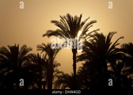 Close up of sun setting behind silhouetted palm trees on the banks of the river Nile Egypt Stock Photo