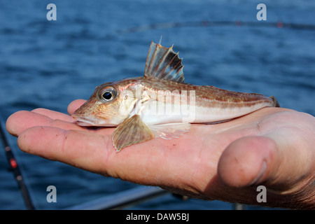 Grey Gurnard Eutrigla gurnardus Stock Photo