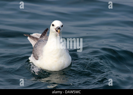 Northern Fulmar Fulmarus glacialis Stock Photo