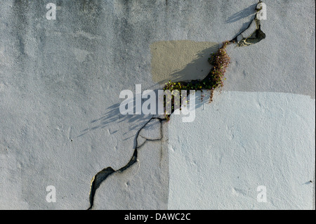 Plant growing in crack in plastered wall,long shadows Stock Photo