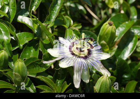 single passion blue white flower against closed bloom heads in full sunshine sunny day with 3 stigma and 5 anthers Stock Photo