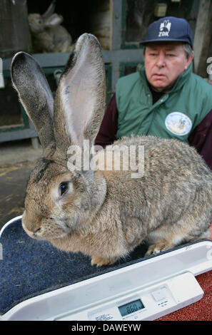 (dpa file) - Rabbit breeder Karl Szmolinsky weighs one of his nearly 9kg heavy 'German Grey' rabbits in Eberswalde, Germany, 3 January 2007. He had sold some of his giant rabbits to North Korea for breeding and is now disappointed because he was denied a visa by the North Korean embassy. He fears the rabbits may have already been eaten, although the embassy told him the animals wer Stock Photo