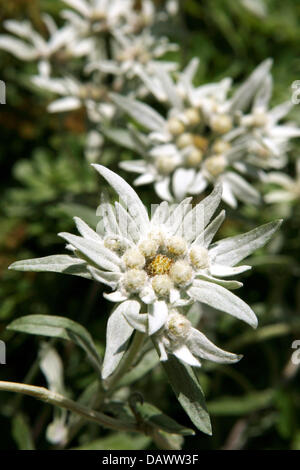 The rare and protected Edelweiss (lat.: Leontopodium nivale subsp. alpinum Basionym Leontopodium alpinum) photographed in Alpbach, Austria, 17 June 2007. The plant belongs to the sunflower family (Asteraceae) and is one of the most famous flowers growing in the alps. Photo: Stephan Jansen Stock Photo