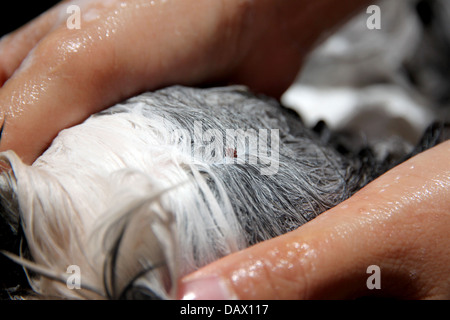 Ticks on a dog head and cleaning. Stock Photo