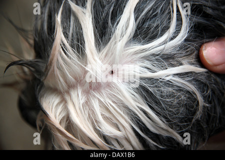 Ticks on a dog head and cleaning. Stock Photo
