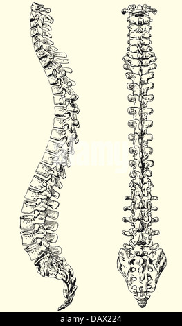 illustration black and white of a human spine Stock Photo