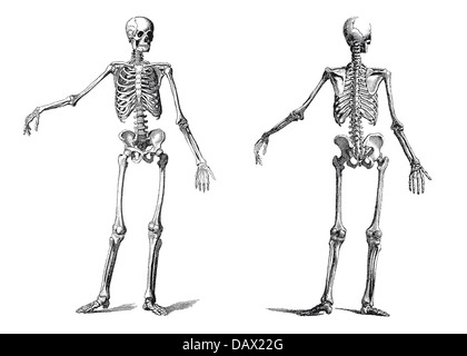 vintage illustration of a human skeleton in the nineteenth century engraving Stock Photo