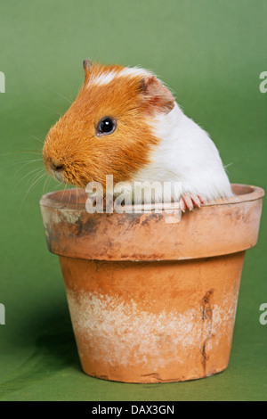 Funny cute parti-colored cavy / guinea pig (Cavia porcellus) in flowerpot on green background Stock Photo