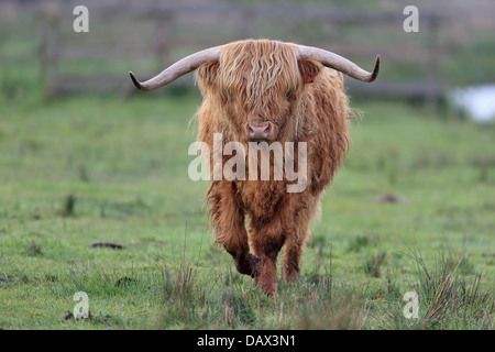 Highland Cattle (Scottish Gaelic Bò Ghàidhealach Stock Photo