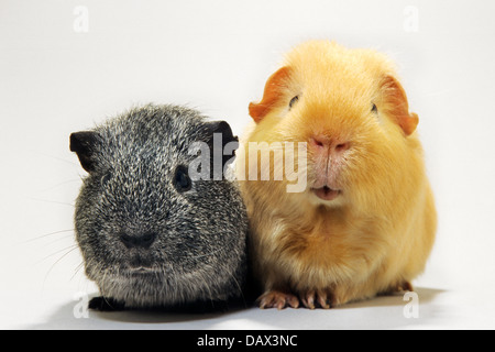Portrait of two cavies / guinea pigs (Cavia porcellus), golden cavy and black guinea pig on white background Stock Photo