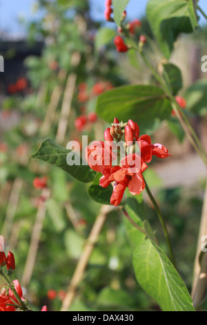 Close up of runner bean flowers Stock Photo