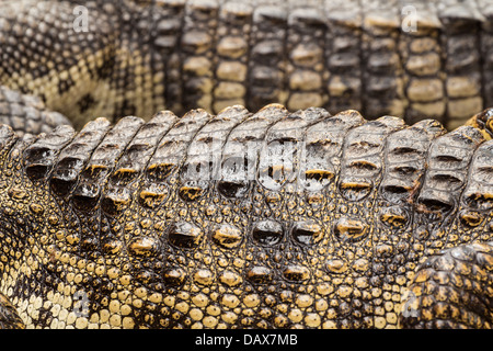 Close up of crocodile skin in fram Stock Photo