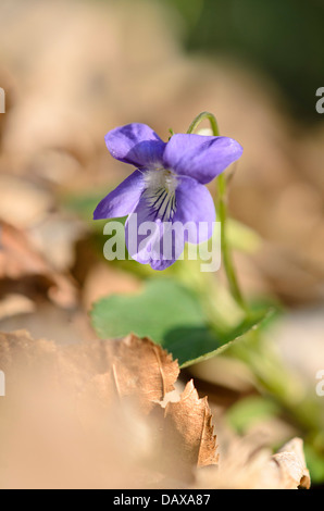 Early dog violet (Viola reichenbachiana) Stock Photo