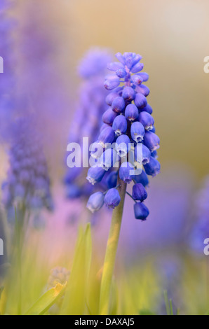 Armenian grape hyacinth (Muscari armeniacum) Stock Photo