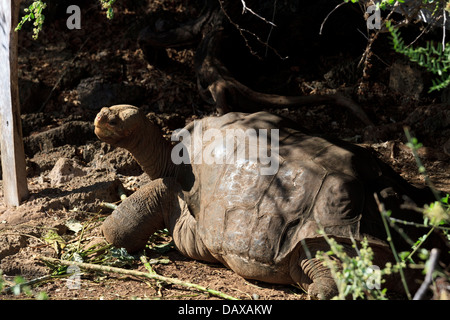 Lonesome George, Giant Tortoise, Charles Darwin Research Station, Santa Cruz Island, Galapagos Islands, Ecuador Stock Photo