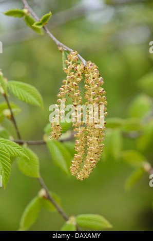 Yellow birch (Betula alleghaniensis) Stock Photo