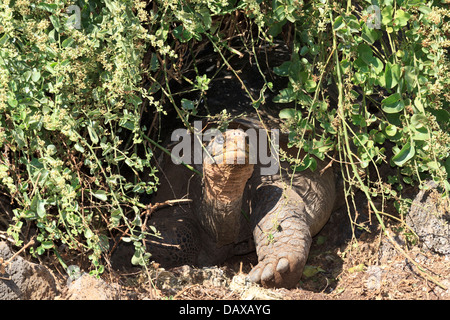 Giant Tortoise, Charles Darwin Research Station, Santa Cruz Island, Galapagos Islands, Ecuador Stock Photo