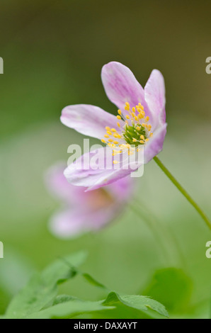 Wood anemone (Anemone nemorosa) Stock Photo