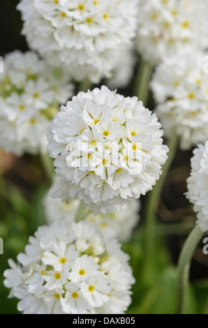 Drumstick primrose (Primula denticulata 'Alba') Stock Photo