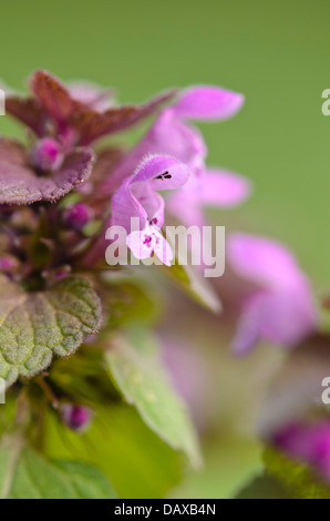 Red dead nettle (Lamium purpureum) Stock Photo