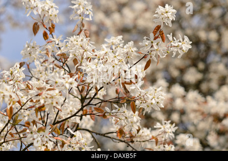 Downy service berry (Amelanchier arborea) Stock Photo