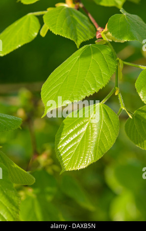 Weeping silver lime (Tilia petiolaris) Stock Photo