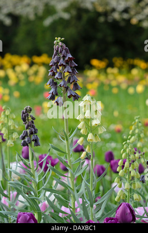 Persian bells (Fritillaria persica and Fritillaria persica 'Ivory Bells') Stock Photo