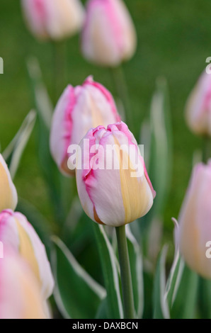 Triumph tulip (Tulipa New Design) Stock Photo