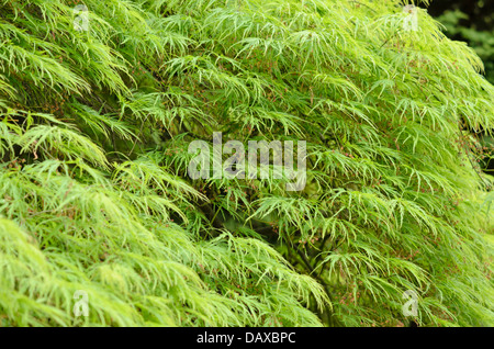 Japanese maple (Acer palmatum 'Dissectum') Stock Photo