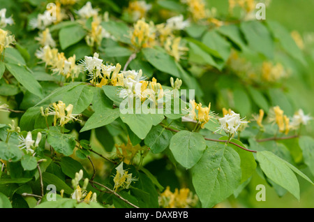Chrysantha honeysuckle (Lonicera chrysantha) Stock Photo
