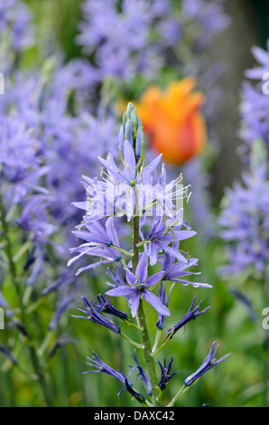 Large camas (Camassia leichtlinii) Stock Photo