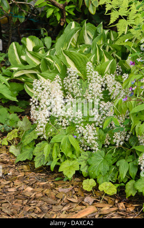 Threeleaf foamflower (Tiarella cordifolia) Stock Photo