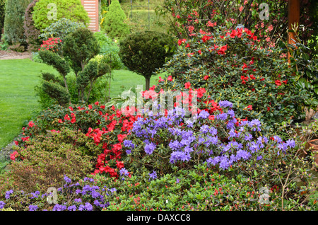 Dwarf purple rhododendron (Rhododendron impeditum) with shaped plants. Design: Marianne and Detlef Lüdke Stock Photo
