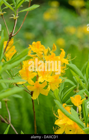 Pontic azalea (Rhododendron luteum) Stock Photo