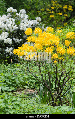 Pontic azalea (Rhododendron luteum) Stock Photo